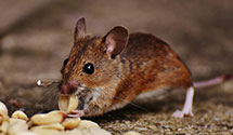 24 Hour & Emergency Exterminators in Mc Call Creek, MS
